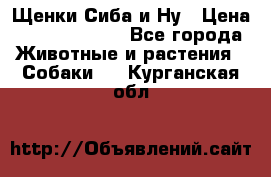 Щенки Сиба и Ну › Цена ­ 35000-85000 - Все города Животные и растения » Собаки   . Курганская обл.